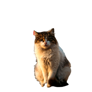 A Fluffy Street Cat Sits On A Sidewalk With The Turkish Flag In The Background. 12672 - Cat PNG image with transparent background